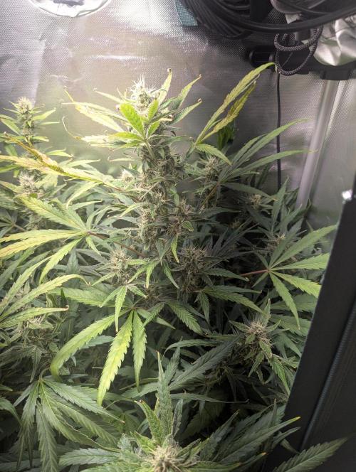 Spring26 - California Snow. Week 9