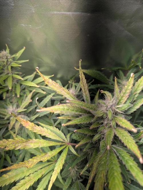 Spring26 - California Snow. Week 9