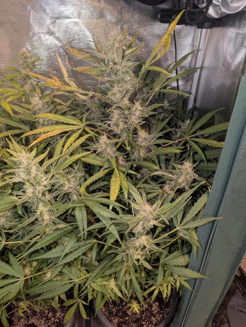 Spring26 - California Snow. Week 9