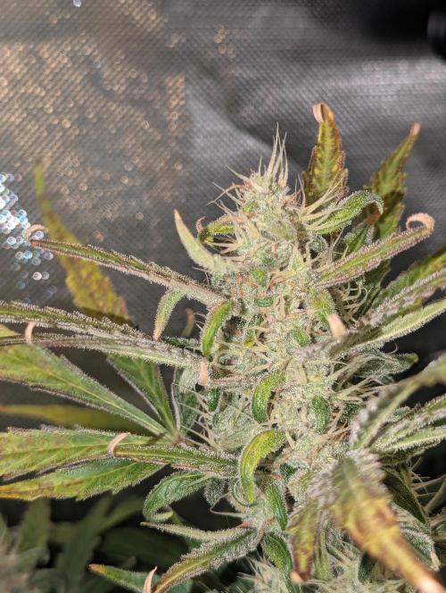 Spring26 - California Snow. Week 9