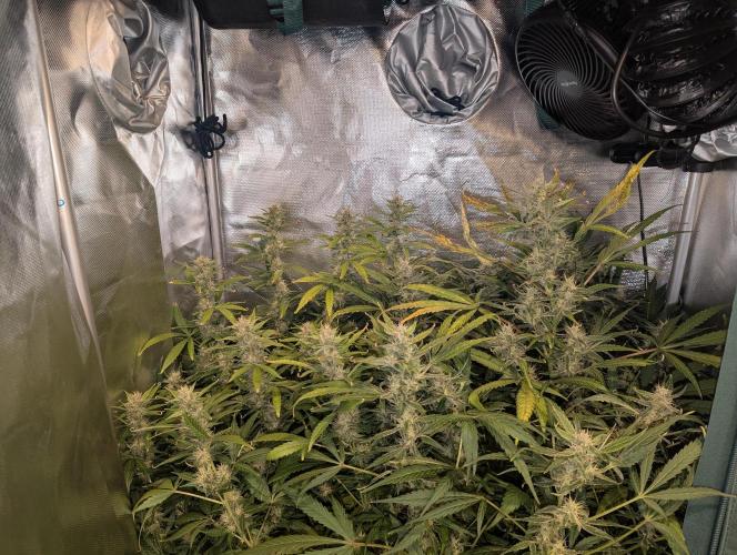Californian Snow Auto. Week 9