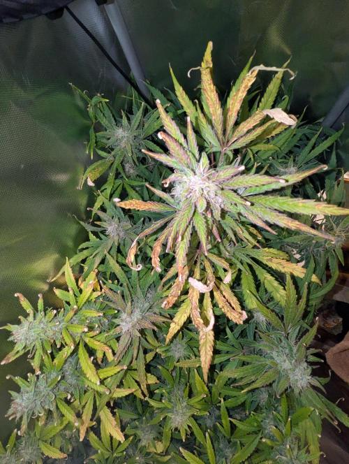 Californian Snow Auto. Week 10