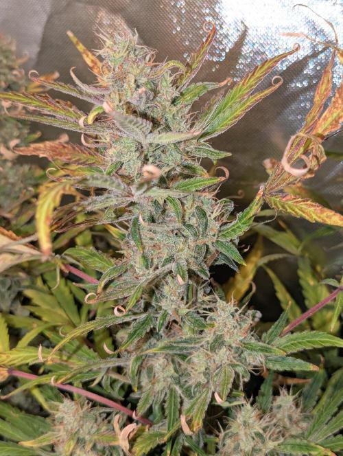 Californian Snow Auto. Week 11