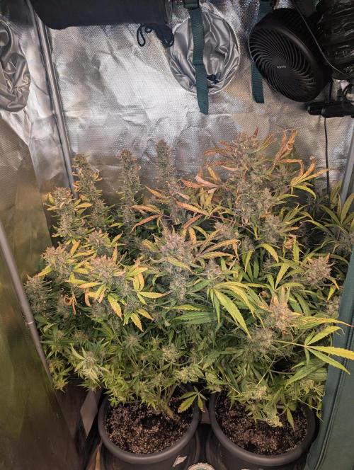 Spring26 - Sour Jealousy. Week 12