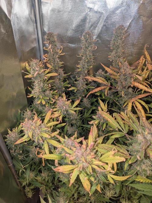 Spring26 - Sour Jealousy. Week 12