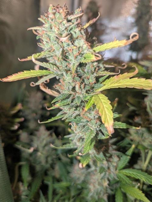 Spring26 - Sour Jealousy. Week 12