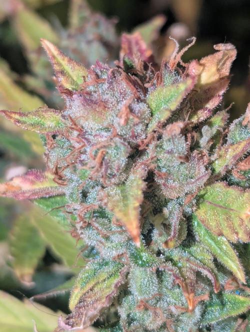 Spring26 - Sour Jealousy. Week 12