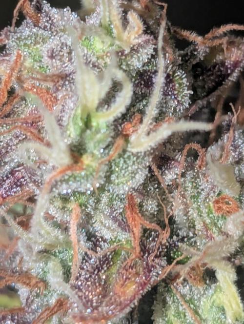 Californian Snow Auto. Week 12