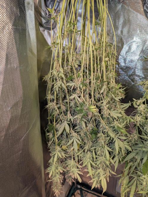 Sour Jealousy Auto. Week 13