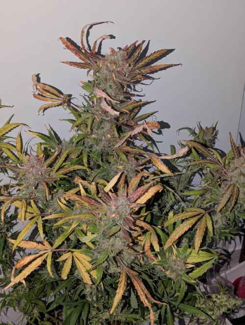 Californian Snow Auto. Week 13