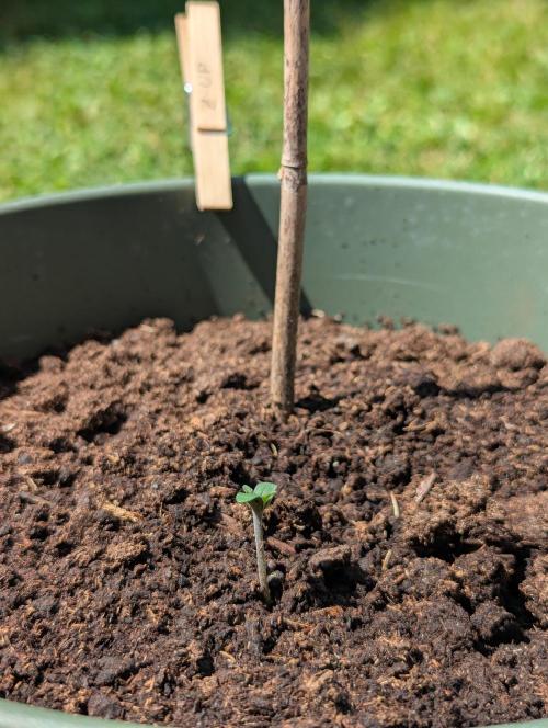Summer26 - Z-UP. Week 0