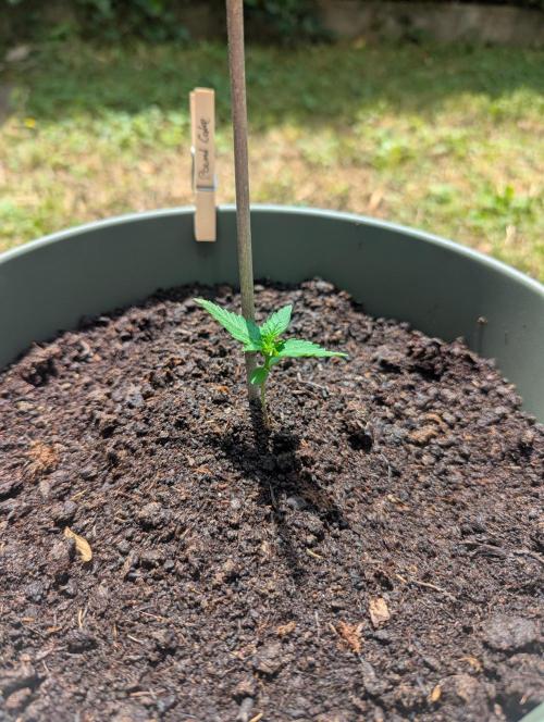 Summer26 - Poundcake. Week 1