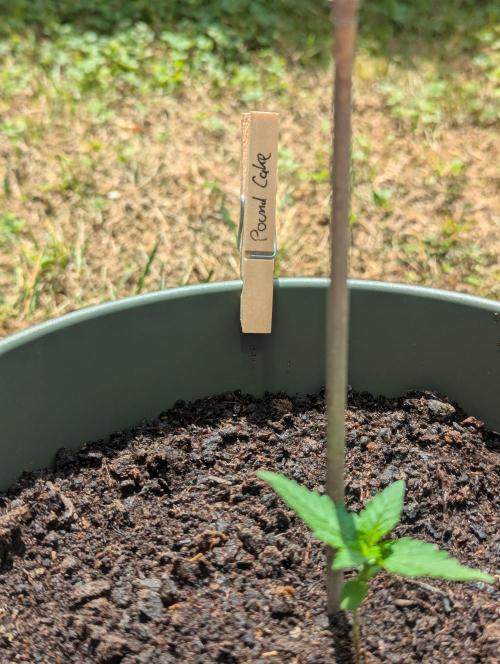 Pound Cake Auto. Week 1