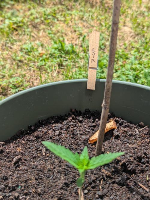 Z-Up Auto. Week 1