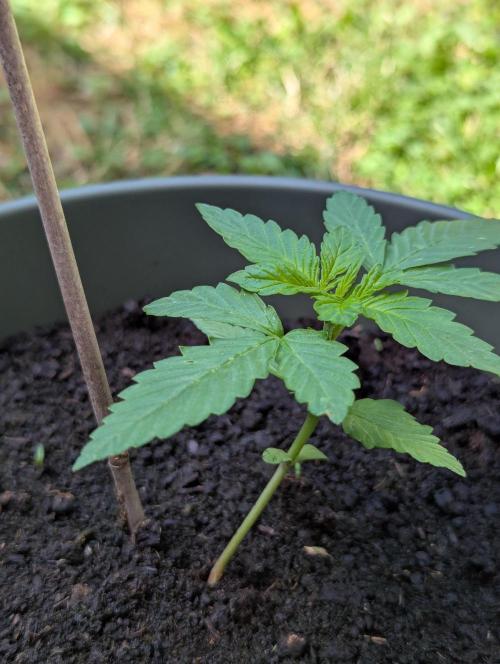 Summer26 - Poundcake. Week 2