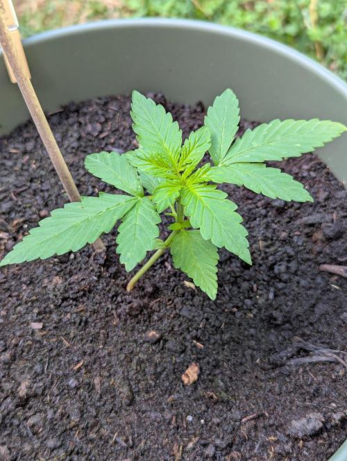 Pound Cake Auto. Week 2