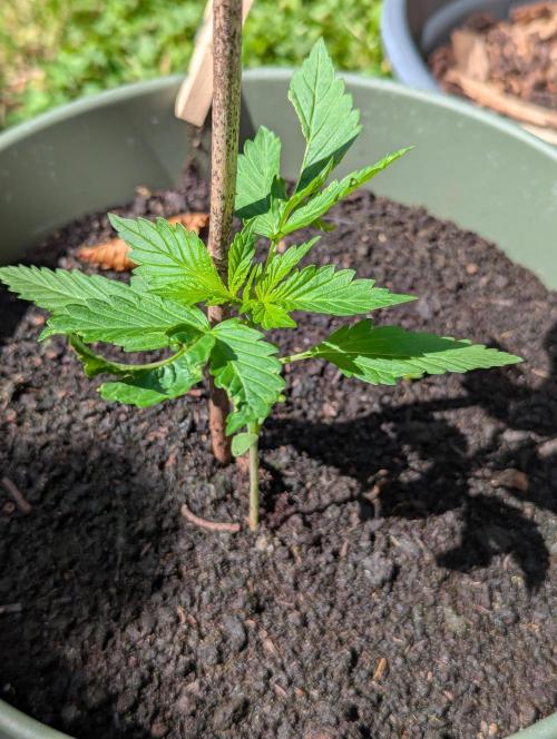 Summer26 - Z-UP. Week 2