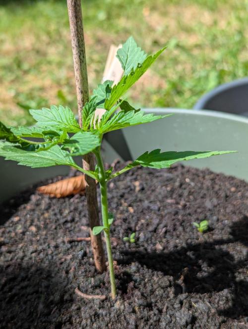 Z-Up Auto. Week 2
