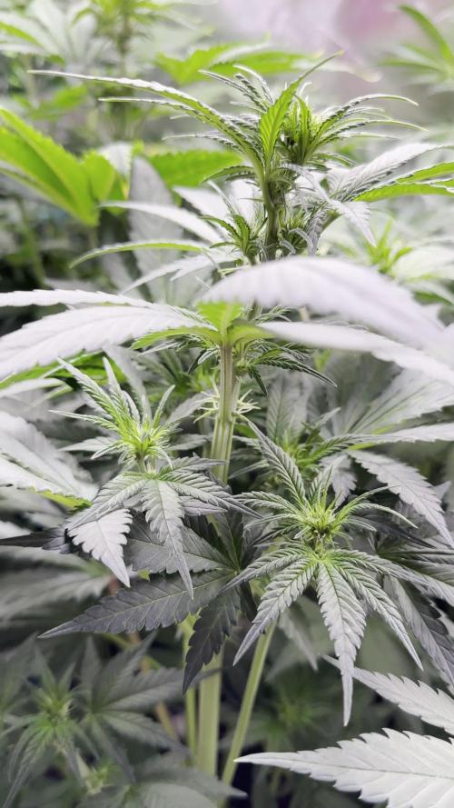FastBuds - Purple Lemonade, Banana Purple Punch, Tropicana Cookies