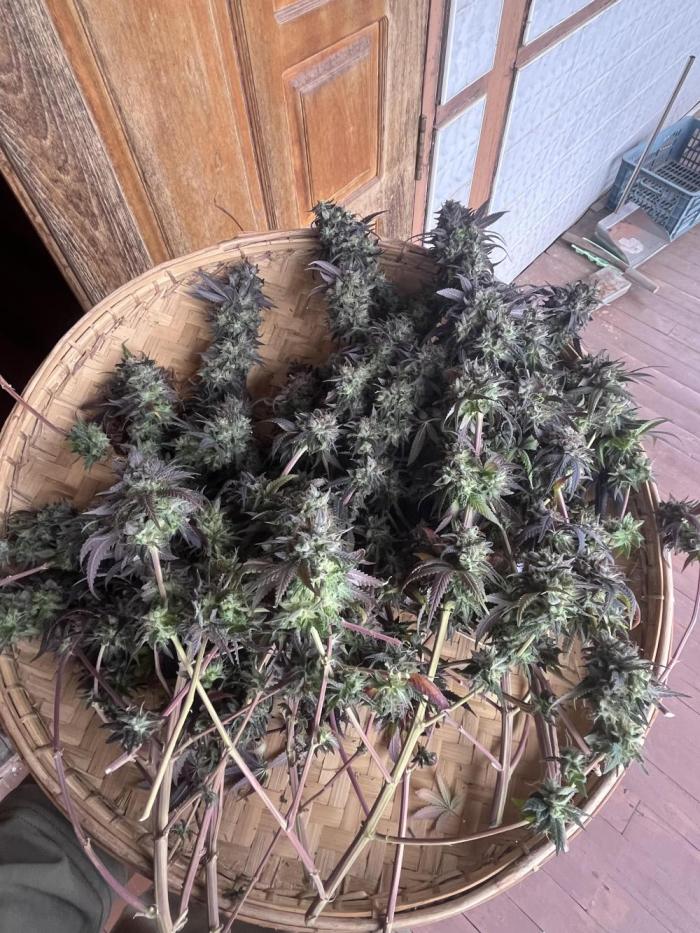 Hickey 3.4.25. Week 14