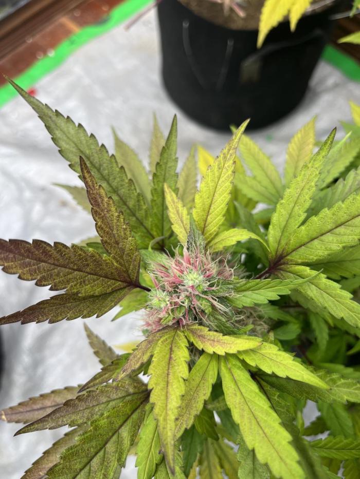 Hickey 21.5.25. Week 8