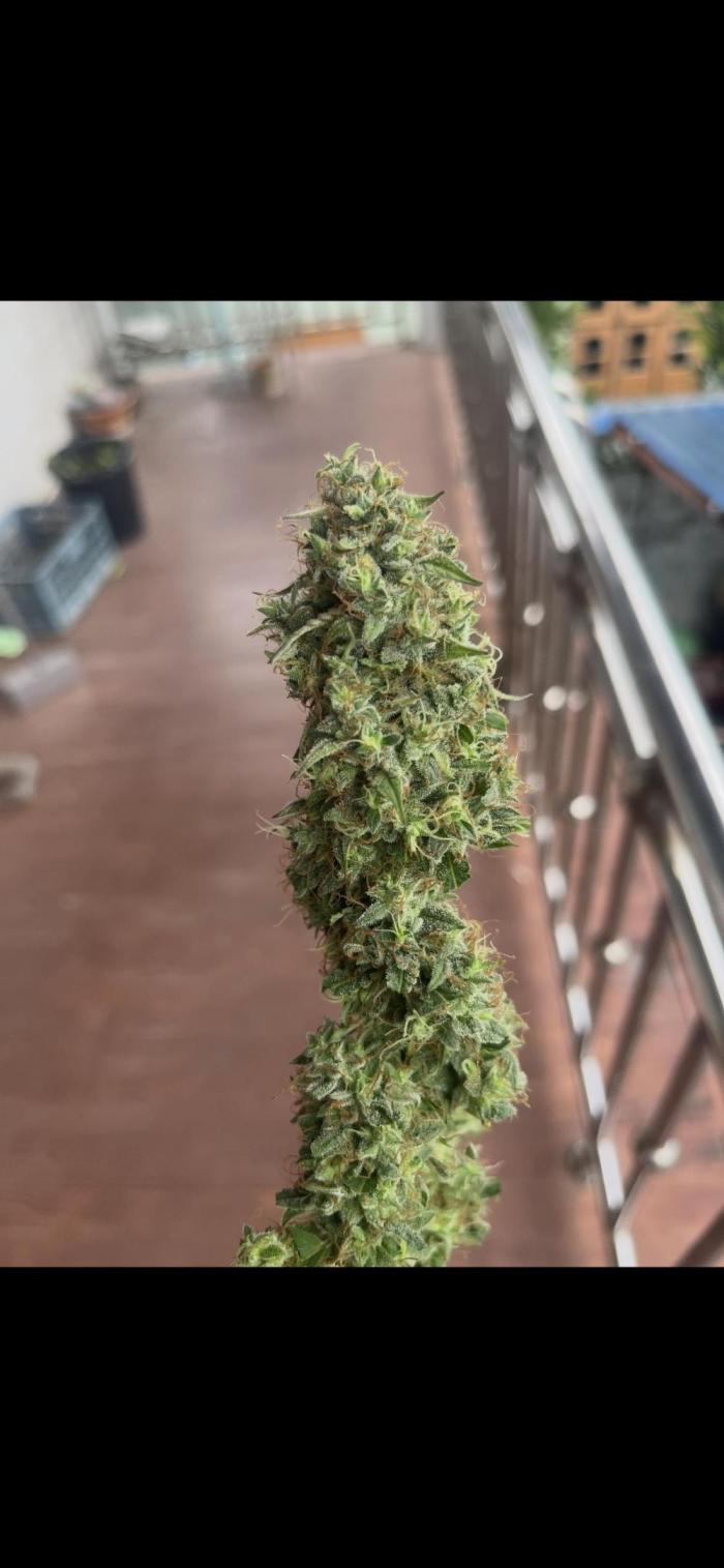 Hickey 21.5.25. Week 7