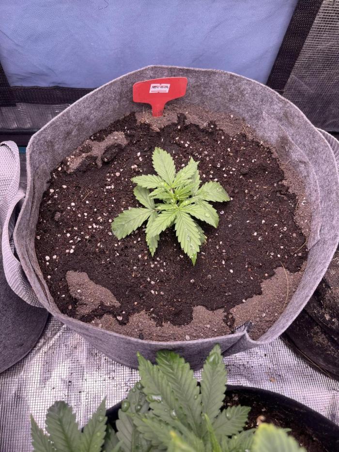 Hickey 1-12-25. Week 2