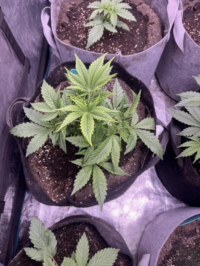 Hickey 1-12-25. Week 3