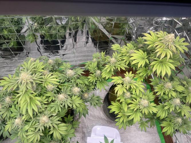 Hickey 1-9-25. Week 6