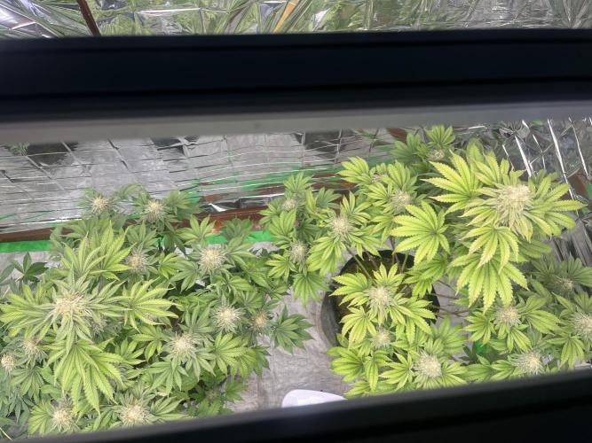 Hickey 1-9-25. Week 6