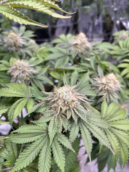 Hickey 1-9-25. Week 6