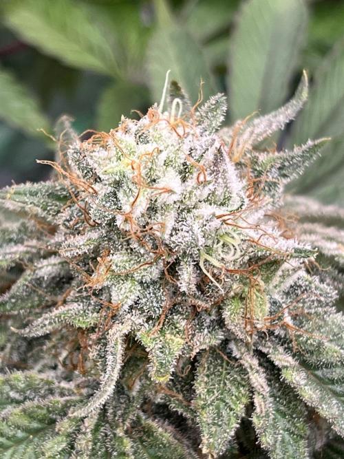 Hickey 1-9-25. Week 6