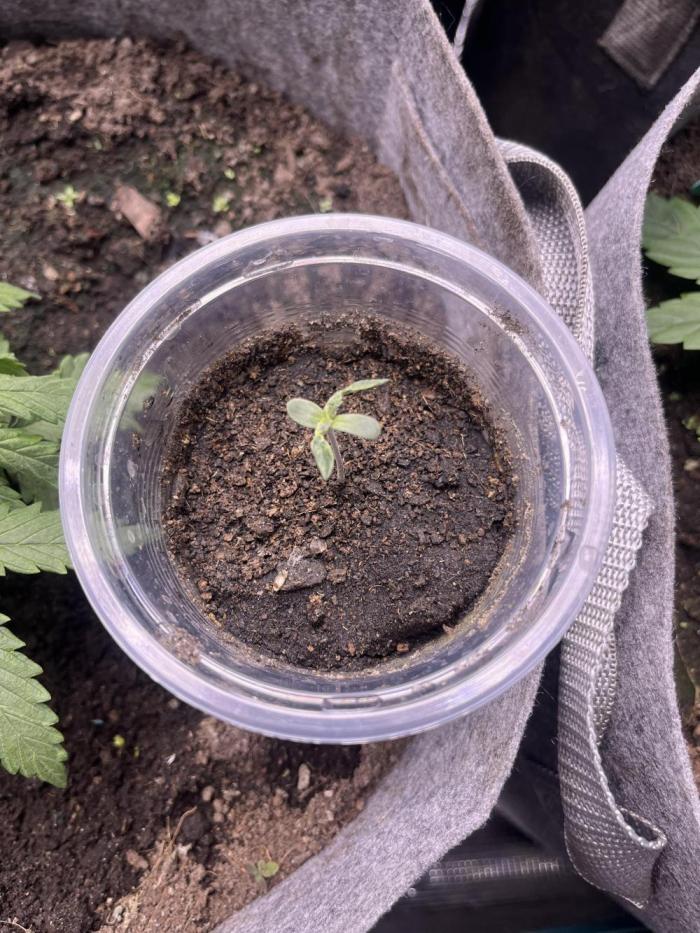 Hickey 13-12-25. Week 0