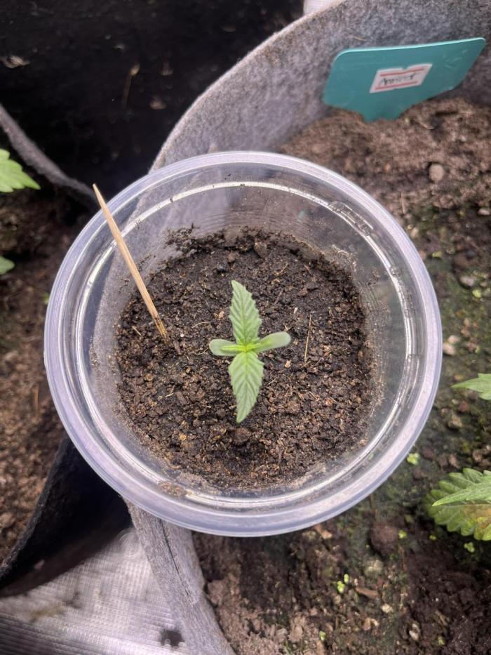 Hickey 13-12-25. Week 0