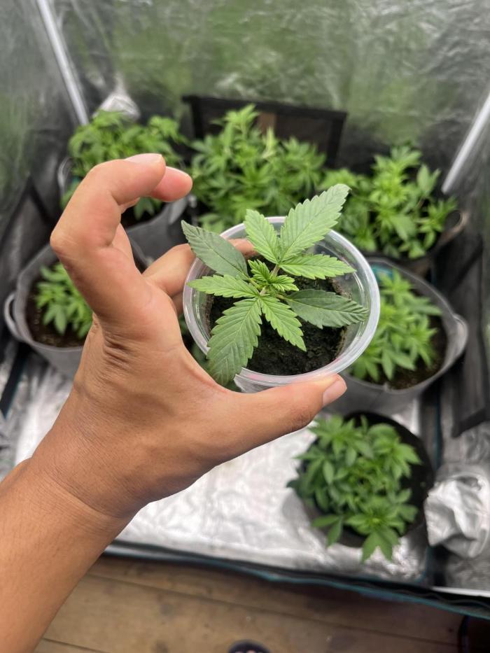 Hickey 13-12-25. Week 1