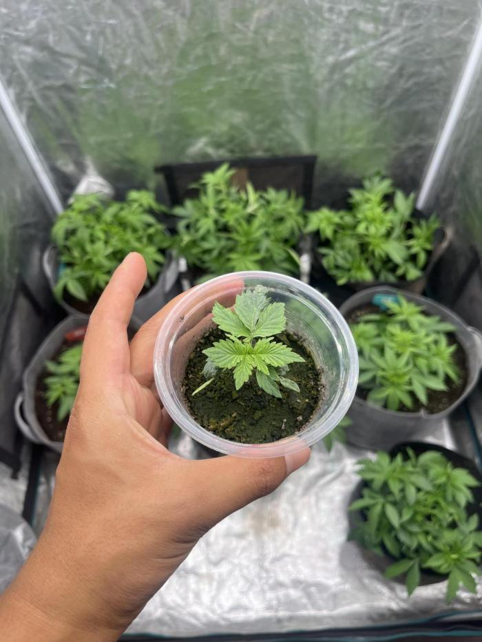 Hickey 13-12-25. Week 1