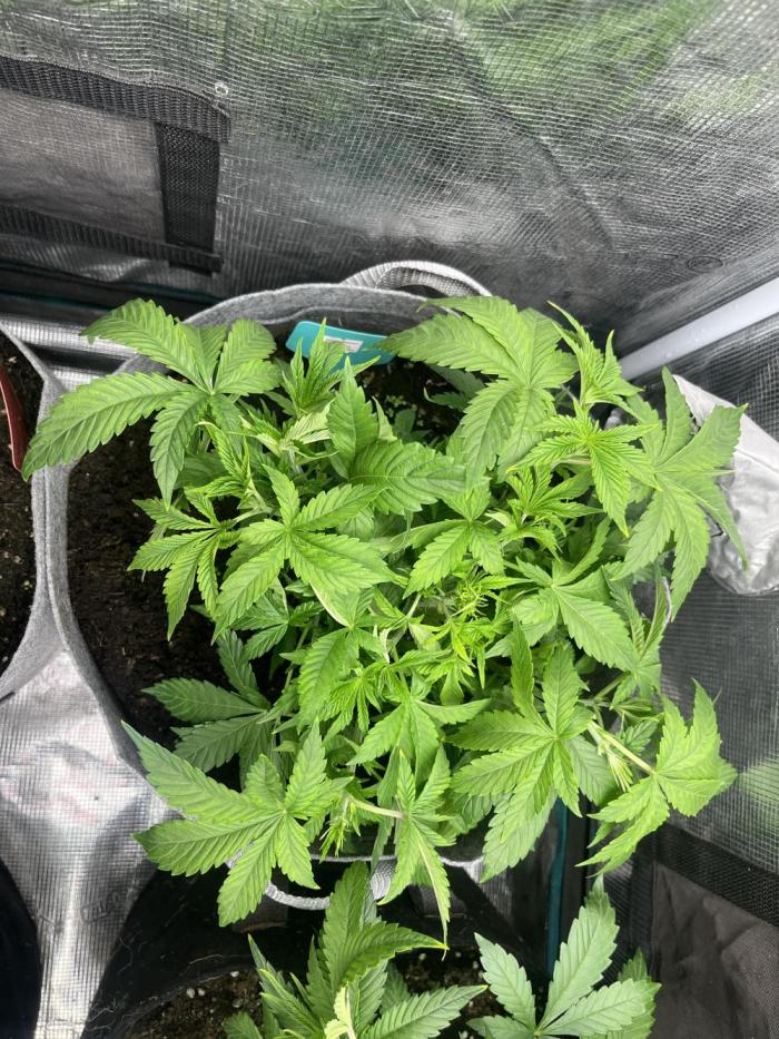 Hickey 1-12-25. Week 4