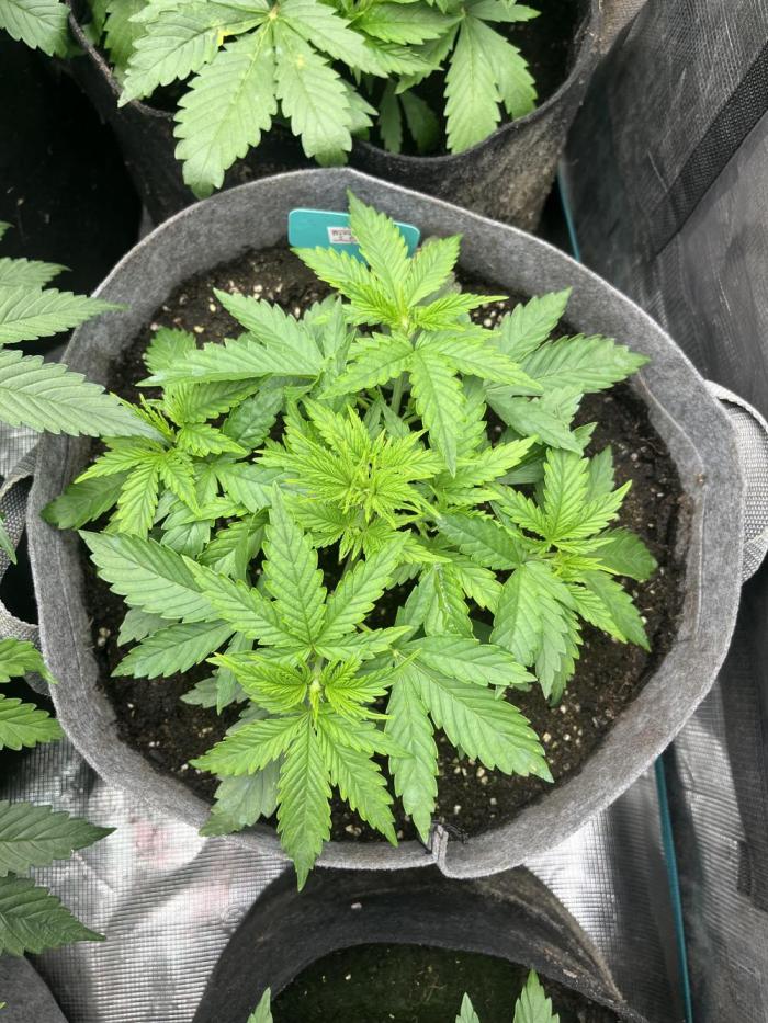 Hickey 1-12-25. Week 3