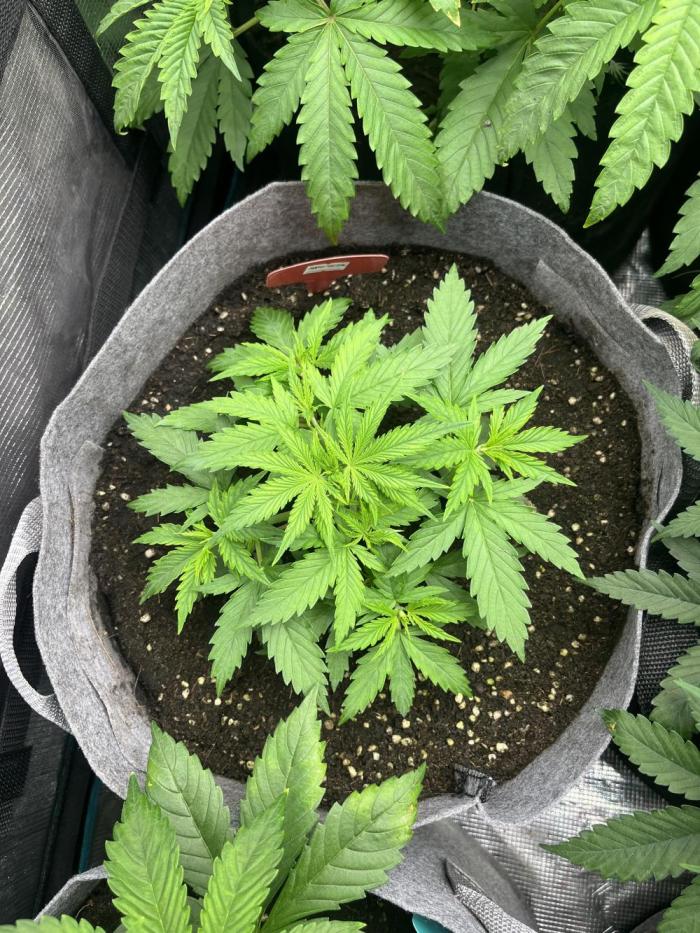 Hickey 1-12-25. Week 3