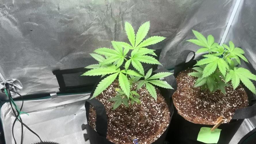 Northern Lights Experiment