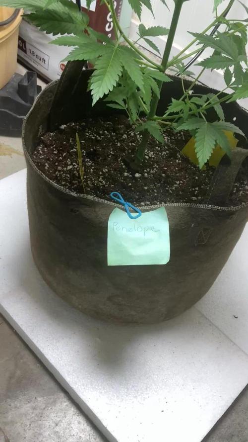 Northern Lights Experiment