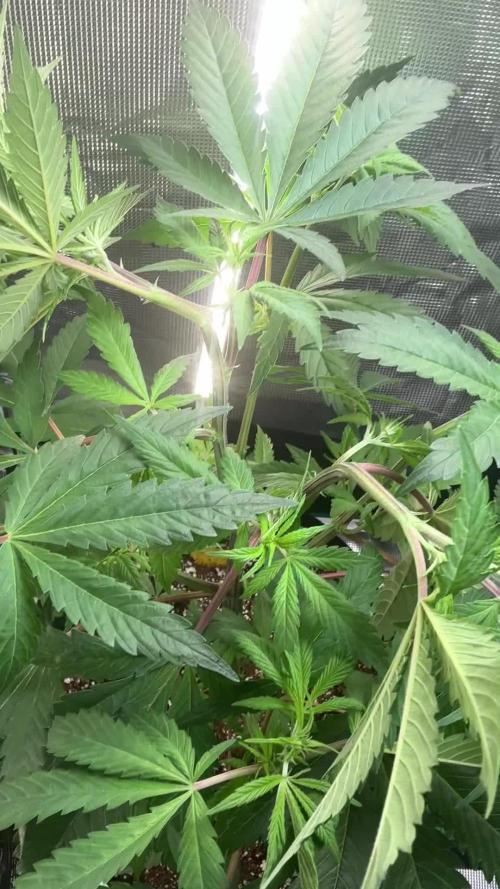 Northern Lights Experiment