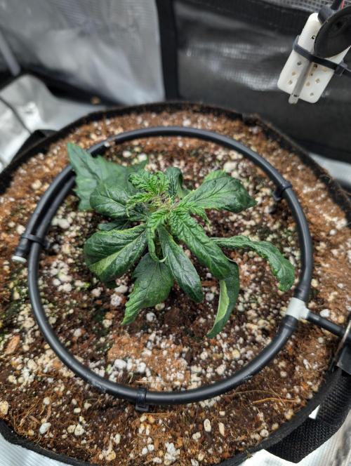 spaceweedgrower