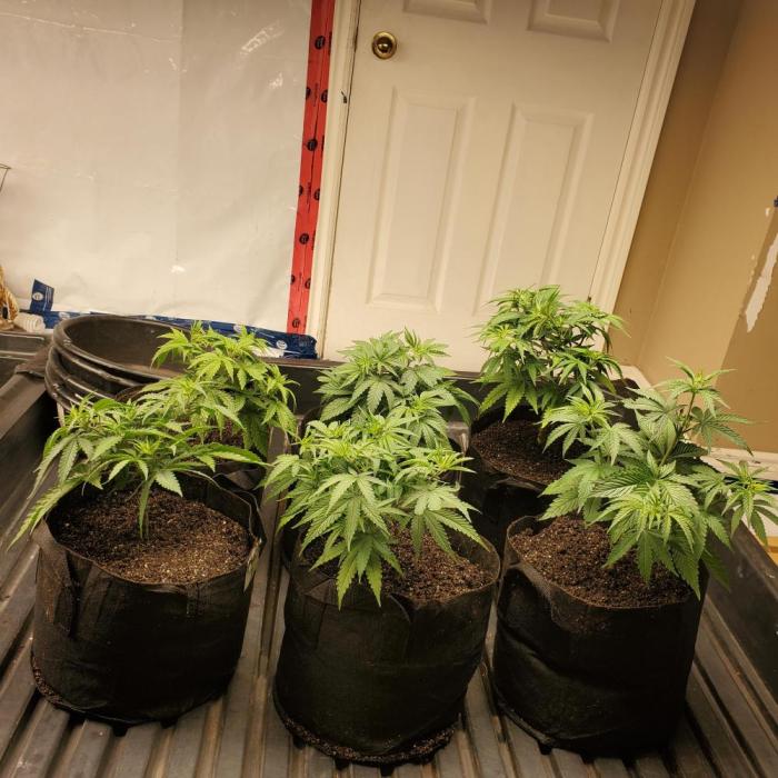 Another Round. Week 5