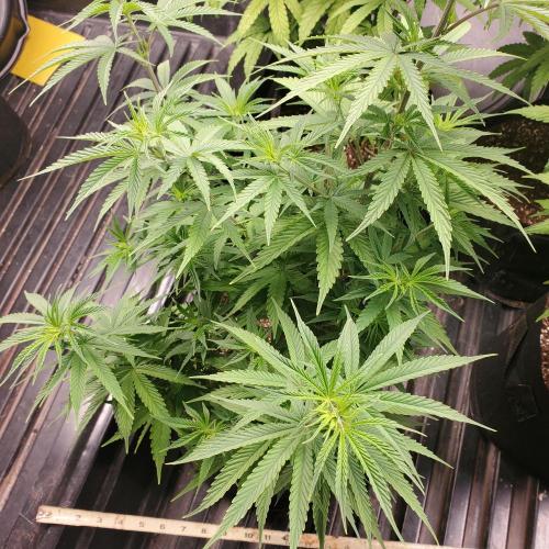 Another Round. Week 9