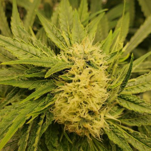 Another Round. Week 15 - Bud with Cowlick