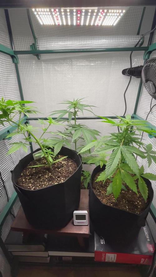 Hyperion F1 + Critical Kush