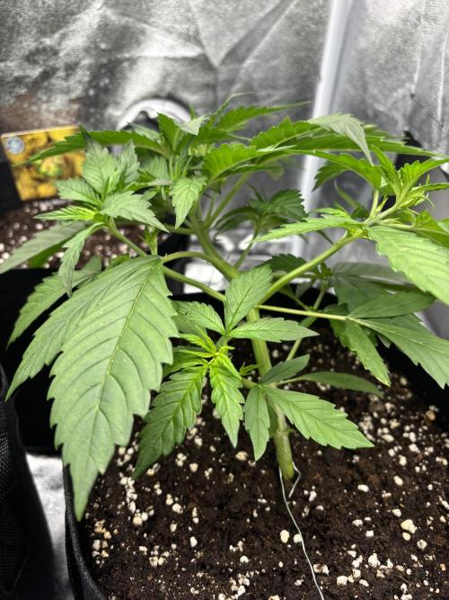 OrionGrowgul