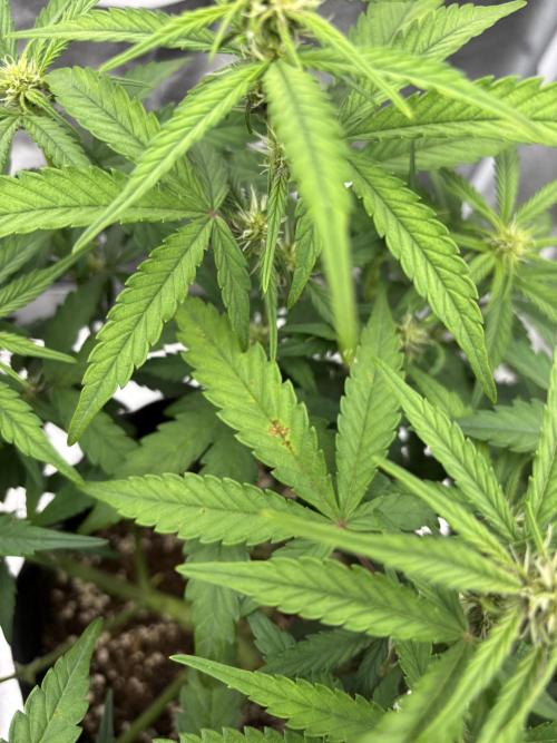 OrionGrowgul