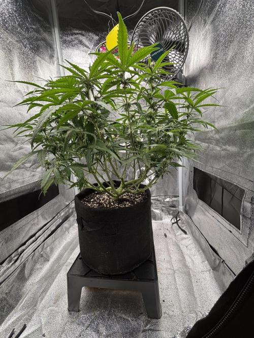 OrionGrowgul